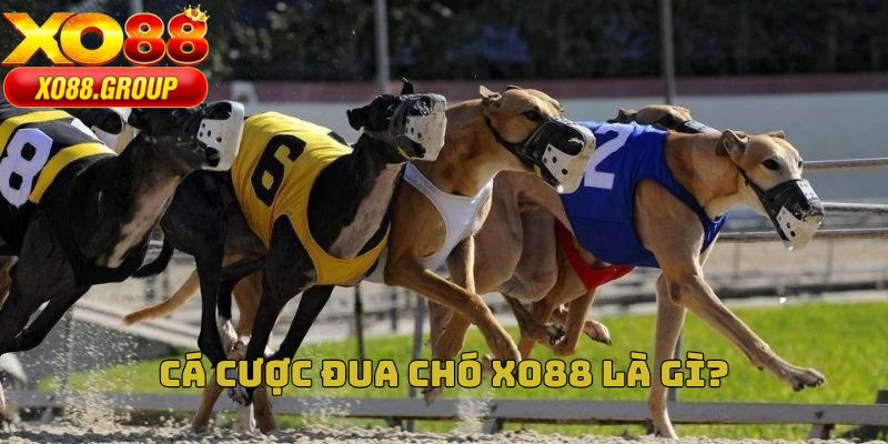 Cá cược đua chó XO88 là gì?