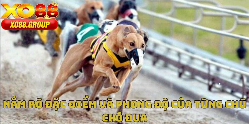 Nắm rõ đặc điểm và phong độ của từng chú chó đua
